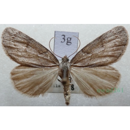 Pachycnemia hippocastanaria (Hübner, 1799) Płazik wrzosowiak Czech3g